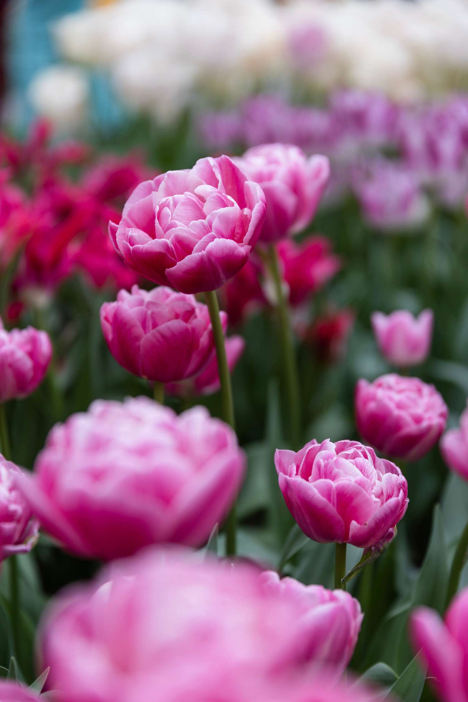Tulppaani 'Voque'